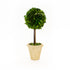 Potted Mills Floral Company Preserved Boxwood Single Ball Topiary isolated on a white background.