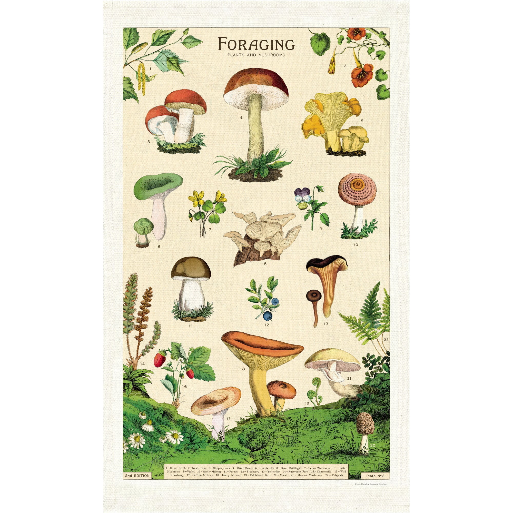 Illustrated guide to foraging with various plants and mushrooms, printed on a natural cotton Foraging Tea Towel by Cavallini Papers &amp; Co.