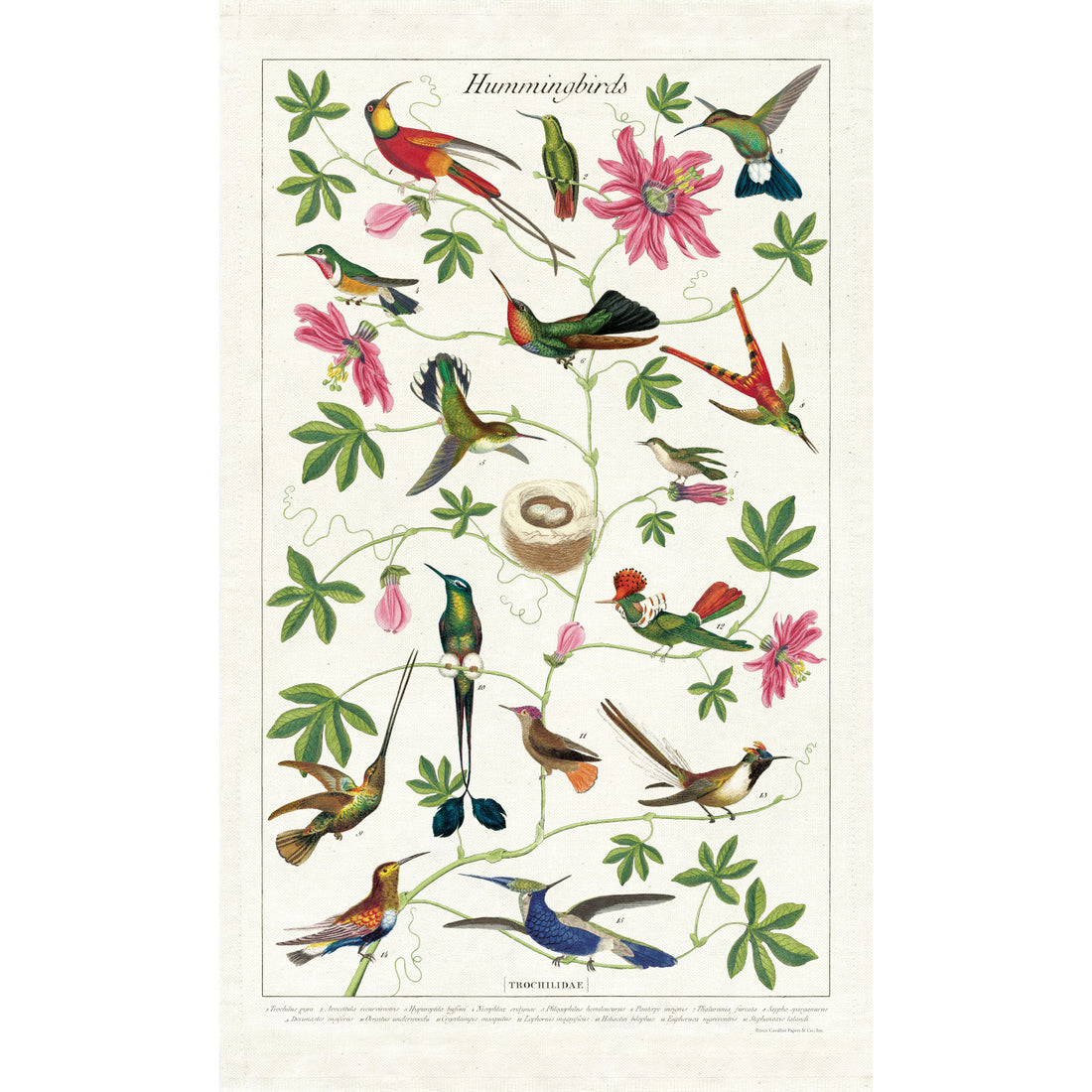 A colorful Hummingbirds Tea Towel drawing on a natural cotton English tea towel by Cavallini Papers &amp; Co.