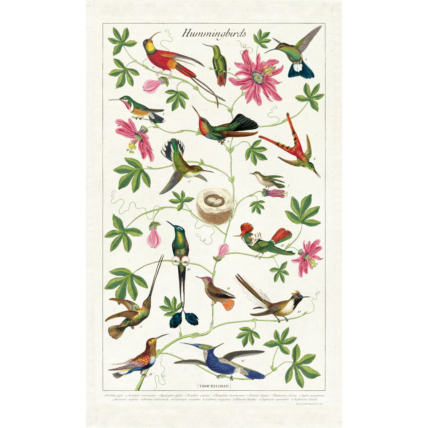 A colorful Hummingbirds Tea Towel drawing on a natural cotton English tea towel by Cavallini Papers &amp; Co.