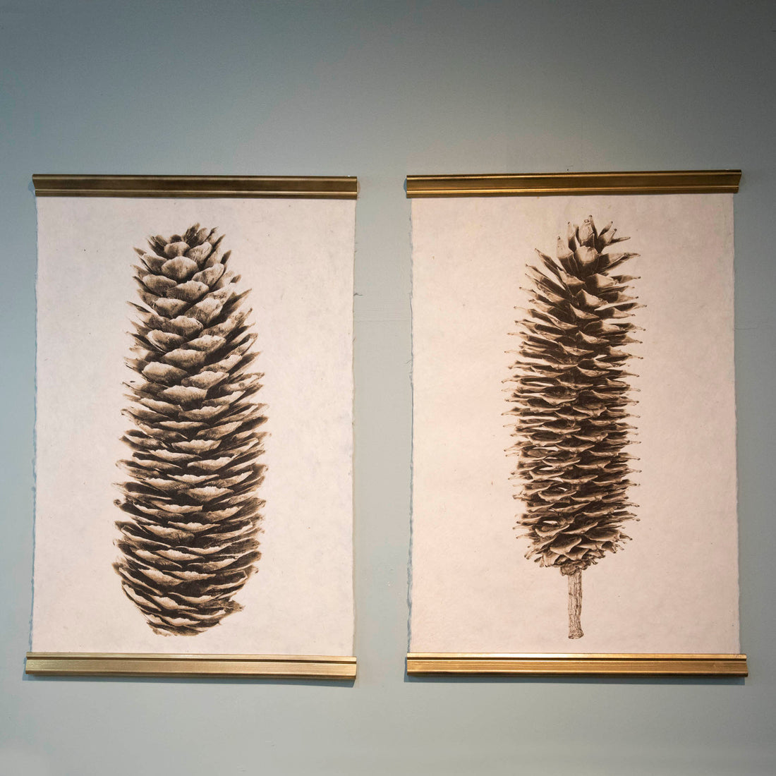 Sugar Pine Cone Art Print