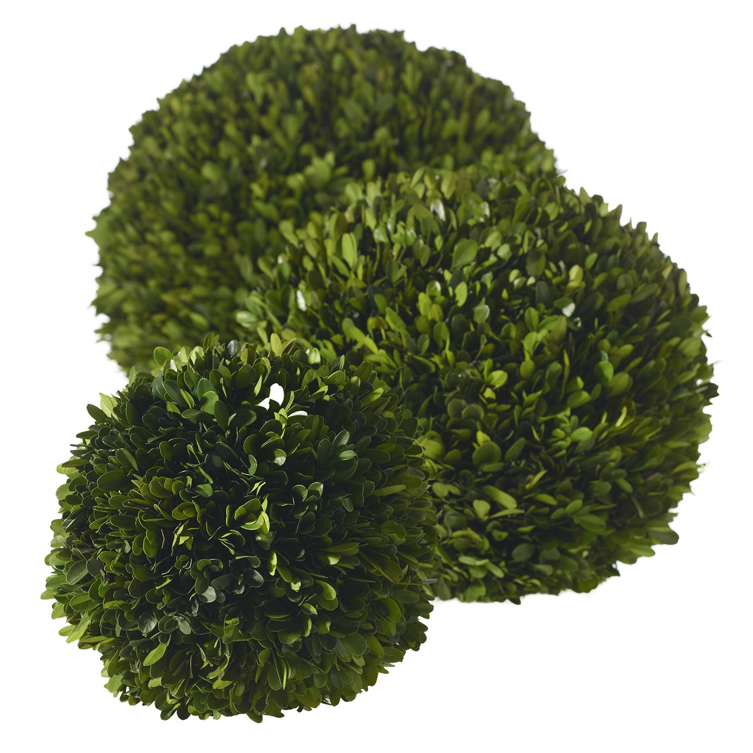 Three Accent Decor Preserved Boxwood Spheres painstakingly assembled on a white background.
