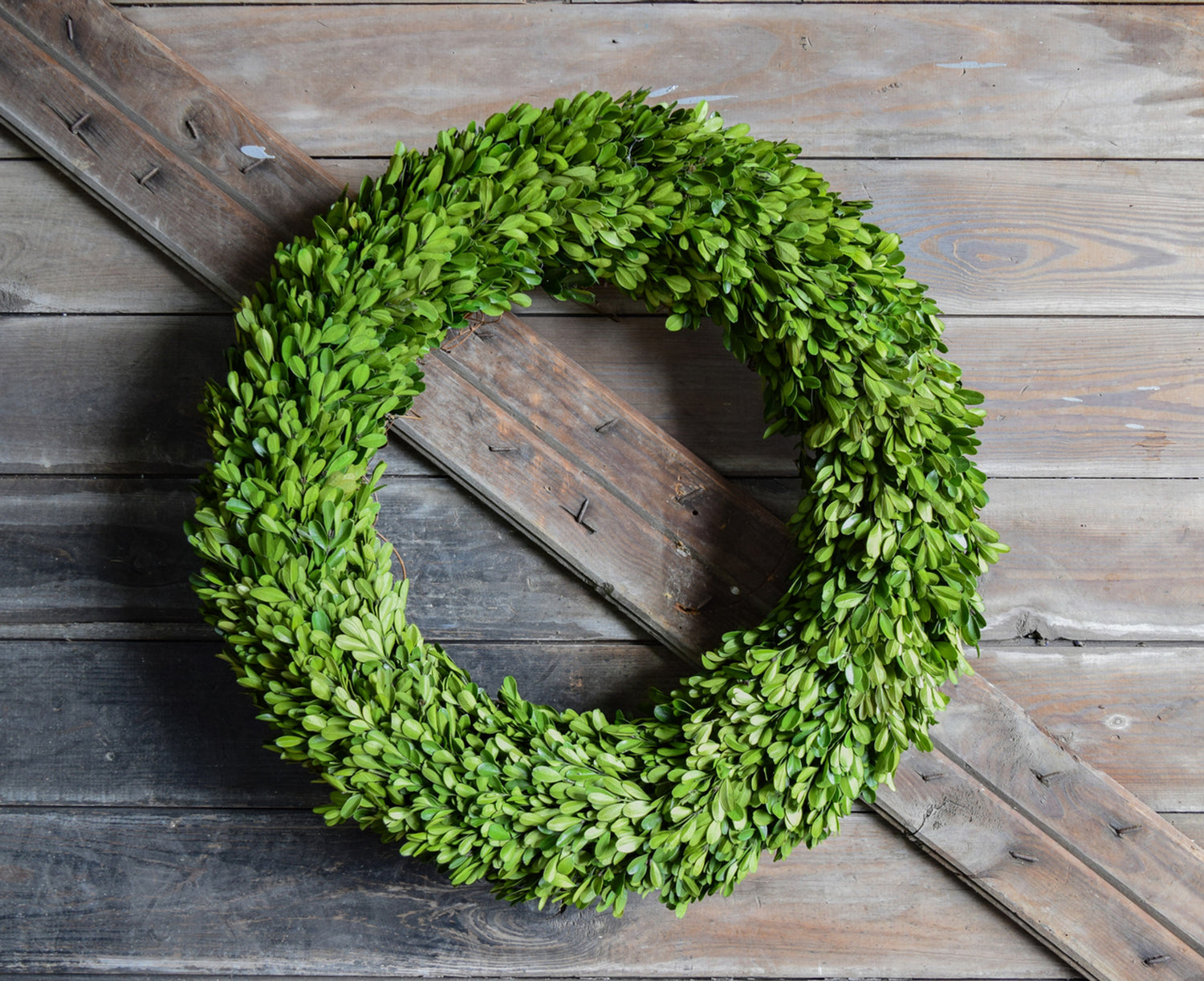 A Mills Floral Company Preserved Boxwood Country Manor Wreath is hanging on a wooden wall.