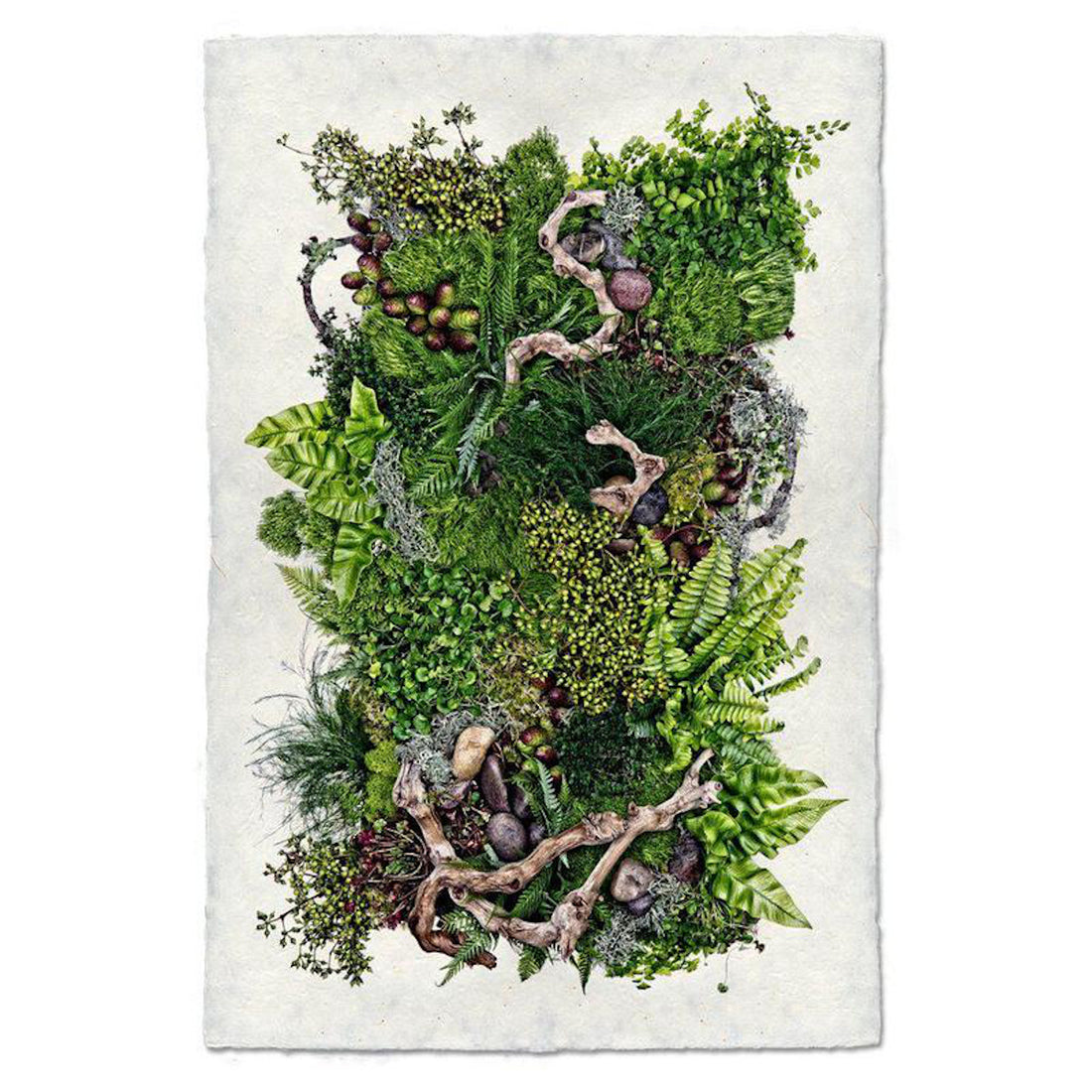 Forest Floor (Collective Ferns) Art Print