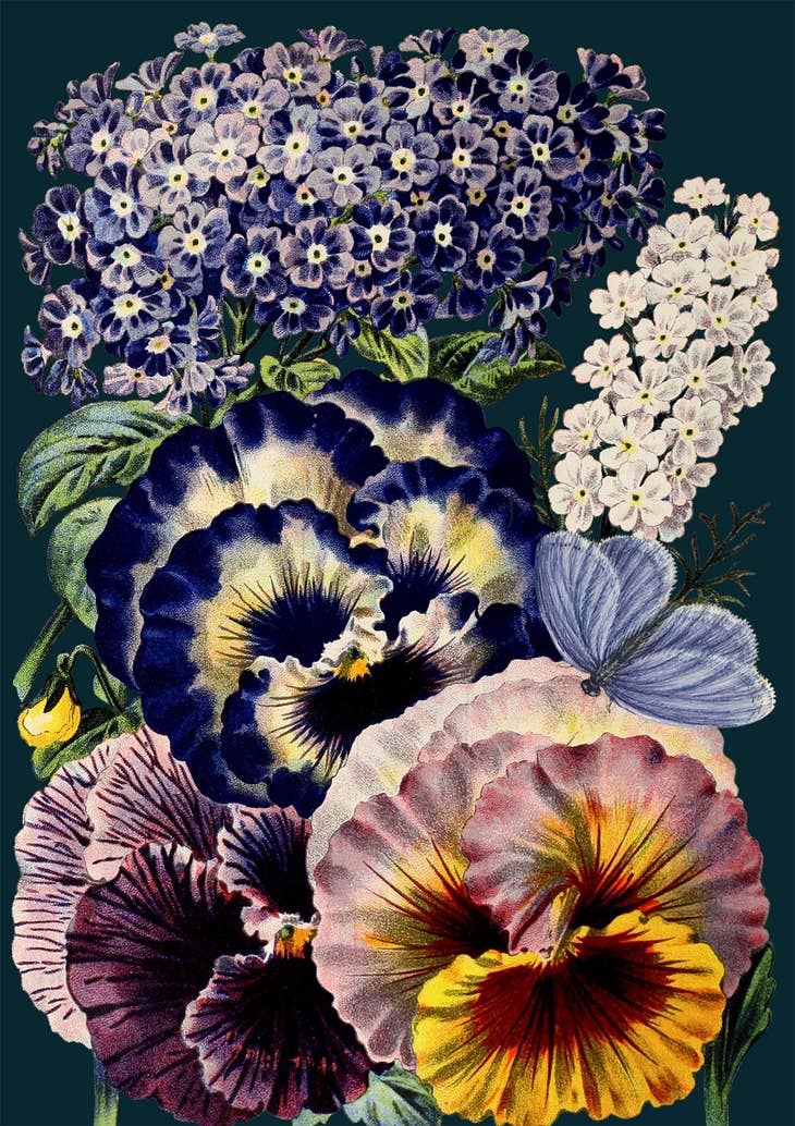 Vintage botanical illustration featuring a variety of flowers and Midnight Pansies Greeting Card, designed &amp; made by Madame Treacle in England.