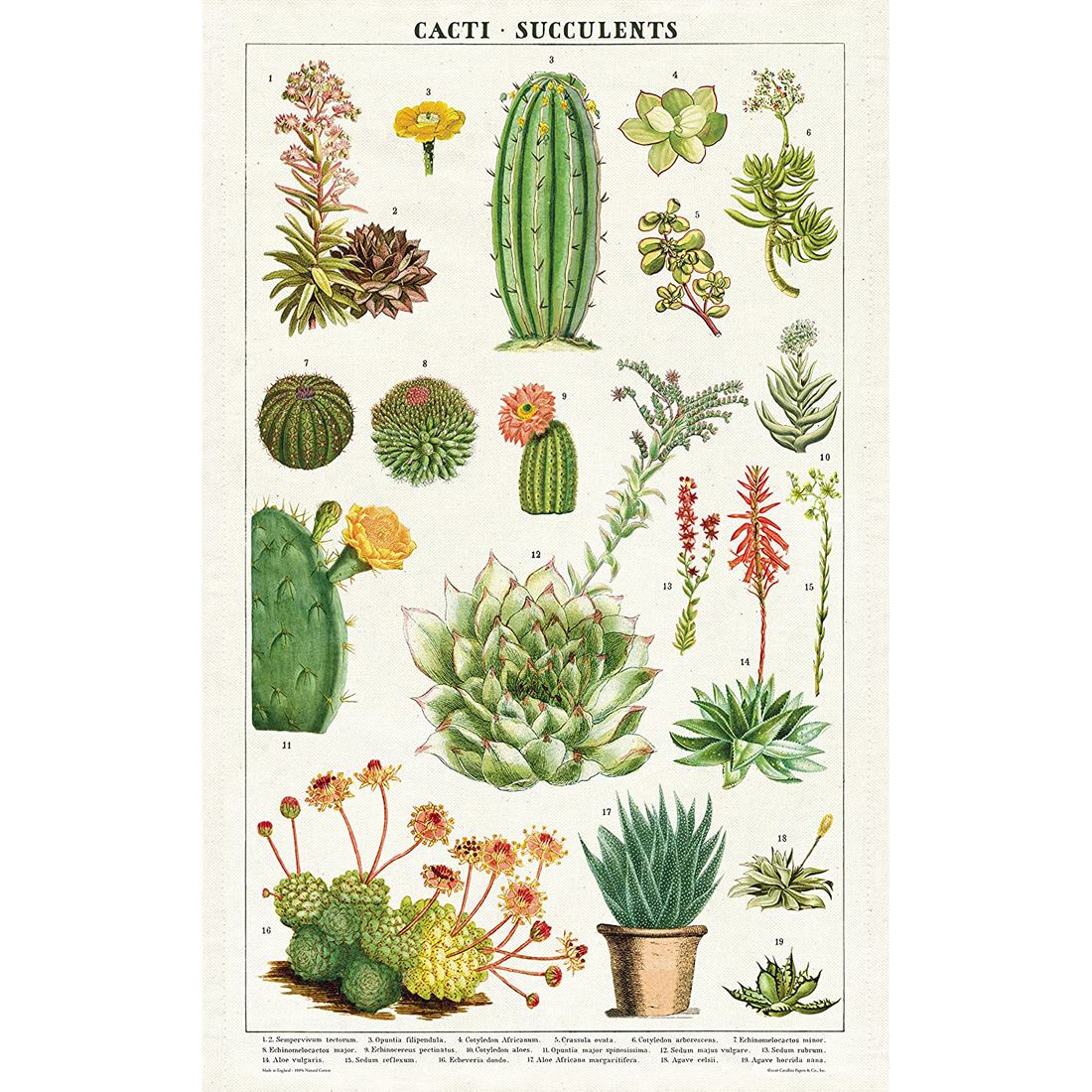 A Succulents Tea Towel from the Cavallini Papers &amp; Co archives.